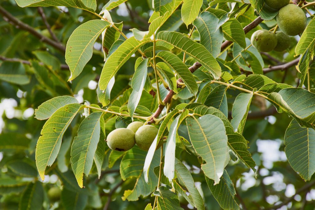 notenboom